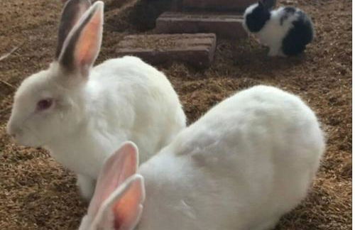 Flat Monte Castelo, Gravatá - Foto 19