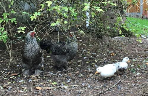 Littlemead - Newly renovated private studio near Glastonbury - Foto 20