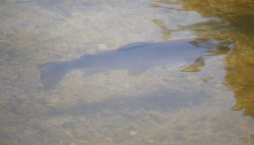 Gîte lumineux 2-4 pers. avec terrasse et restaurant sur place - FR-1-585-92 - Foto 4