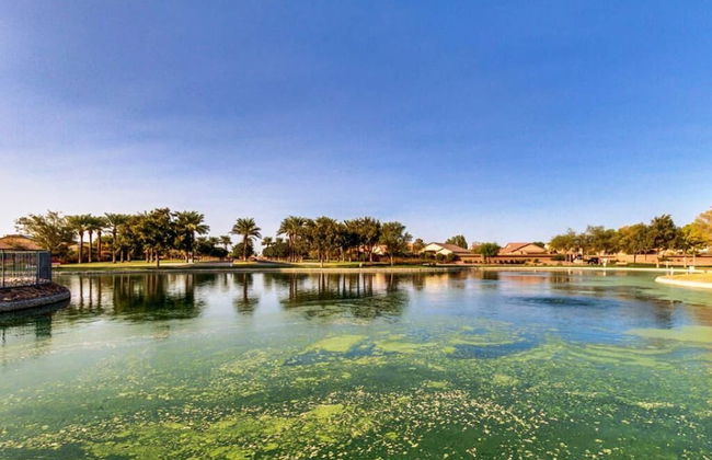 Palmen Maricopa - Foto 30