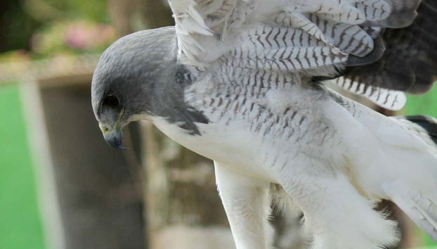 Vamos aprender sobre esses fantásticos animais