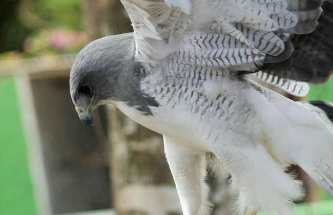 Excursion au parc des faucons - Photo 5