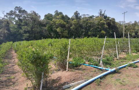 Natureza, paz no sítio - Foto 21