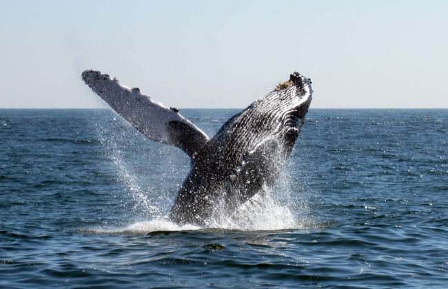 Excursión a las bahías de Huatulco - Foto 6