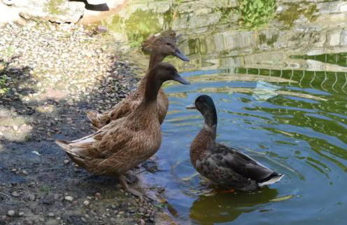 Piglet Cottage - Foto 7