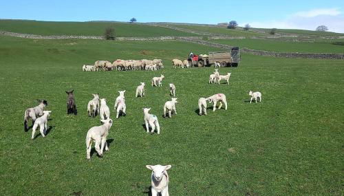 Henry's Cottage - Foto 4