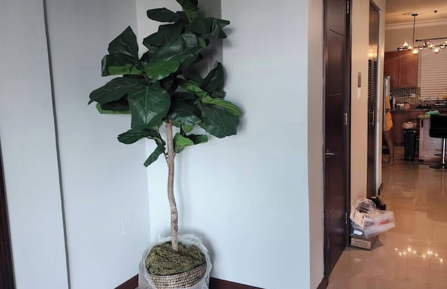 "golden Triangle" Kingston Jamaica, West Indies - Foto 64