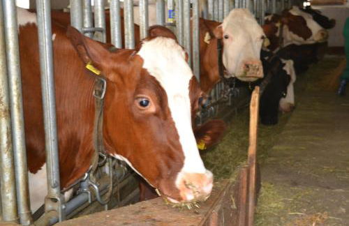 Gruberhof - Photo 14