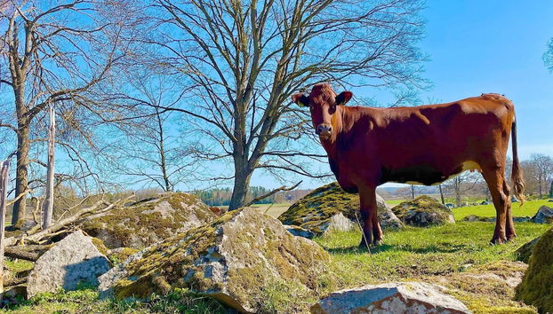 9 Person Holiday Home in Morlunda-by Traum - Foto 4, Verschiedenes