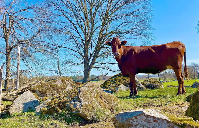 9 Person Holiday Home in Morlunda-by Traum - Foto 4