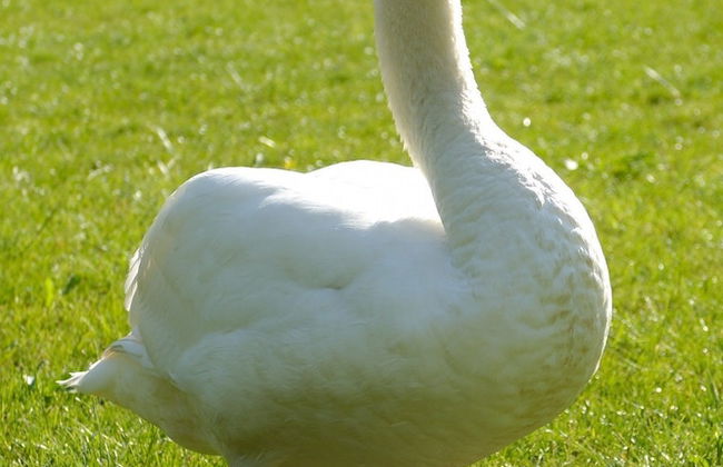 Castello Montegiove - Foto 38