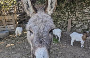 Cabayourte à la mauvaise herbe - Foto 27