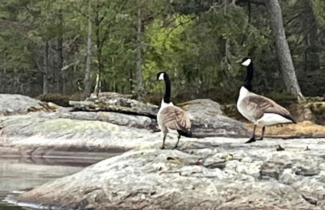 4 Star Holiday Home in Berg I Ostfold - Foto 21