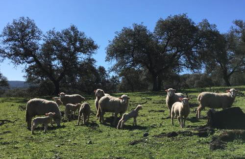 Casa Rural Monterrey Aroche - Foto 39