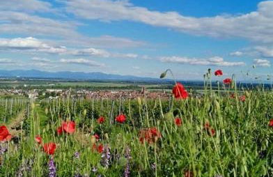 Les gites de la poterne - Foto 23