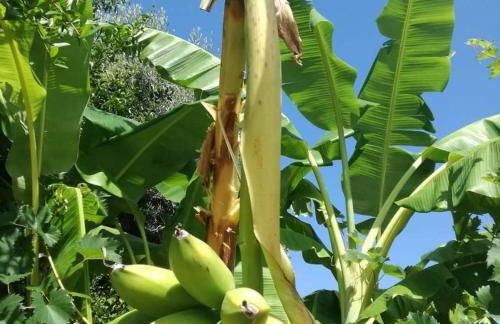 Residence Limoneto Ischia - Foto 52