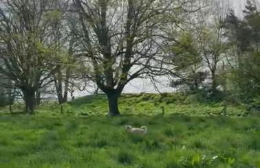 CRESSY HALL - Historic Grade II Listed Manor, Gorgeous Topiary Garden - Foto 36