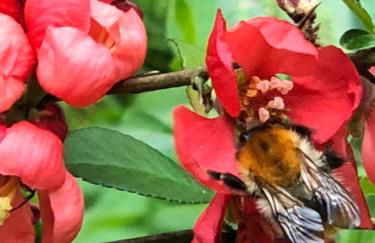 Ferien im Bomlitztal - Foto 27