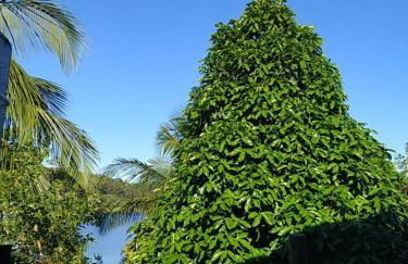 Recanto da Lagoa - Natureza, paz e aconchego - Foto 33