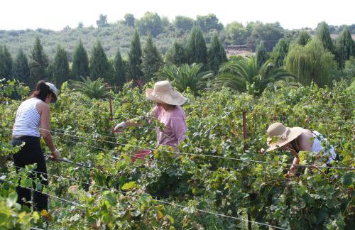 Terry Land Village - Foto 63