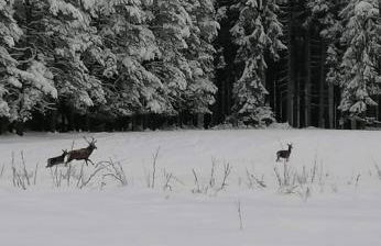 Bungalow Schwarzatalblick in Bad Blankenburg Ortsteil Böhlscheiben - Foto 12
