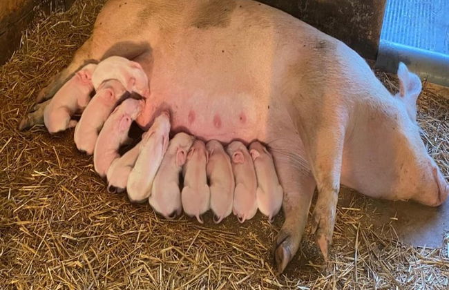 Farmhouse in De Heurne Near the Forest - Foto 48