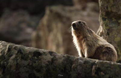 Ski Piau engaly 50 m des pistes de ski et du cœur de station - Foto 25