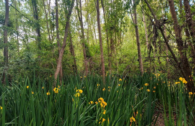 Cabaña del humedal - Foto 34