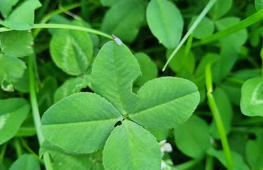 cottage lavanda e rosmarino - Foto 13