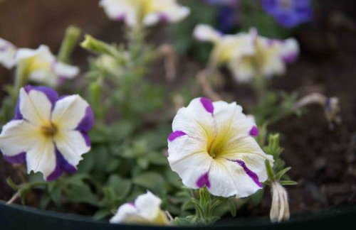 Michalos Apartments - Foto 14