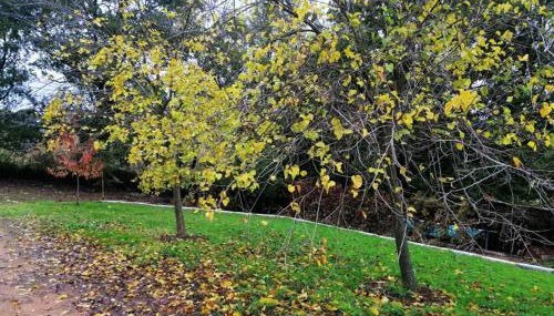 FINCA LA LISERILLA - Foto 3