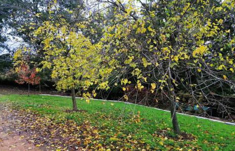 FINCA LA LISERILLA - Foto 3