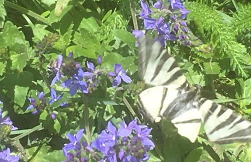 Ferienwohnungen In de goldisch Luft - Foto 16
