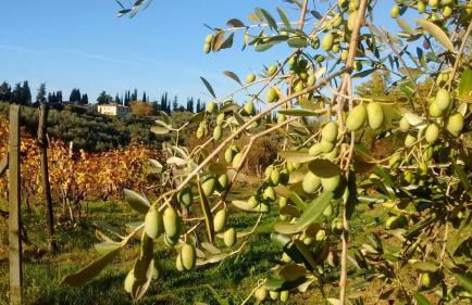 Fattoria di Mugnano - Foto 31