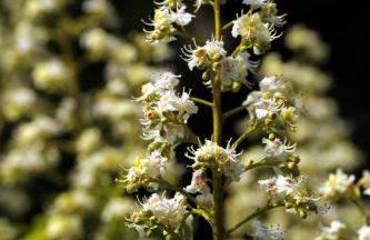 KASTANIENHOF im Spreewald - Foto 6