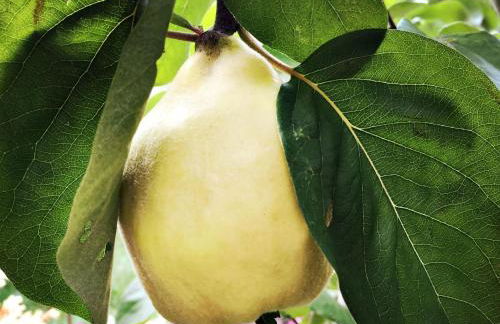 Holiday Home Martlhaus by Interhome - Foto 33