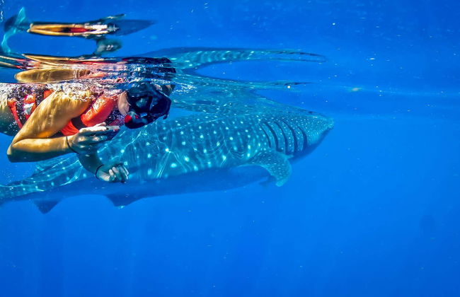 Swimming with Whale Sharks - Foto 6