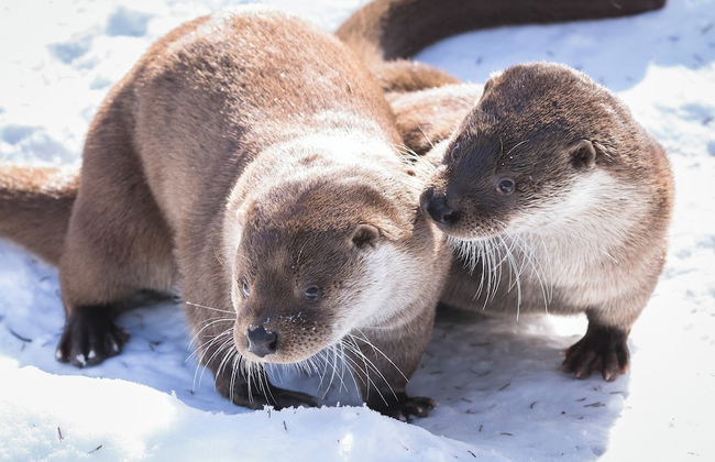 Ranua Resort Arctic Igloos - Foto 21