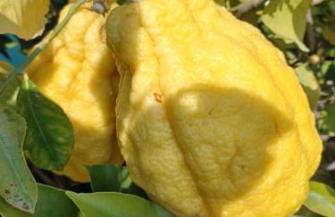 Alloggio agrituristico Zambon - Foto 15