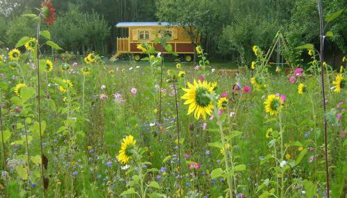 Les Roulottes de Saint-Sulpice - Foto 4, Garden