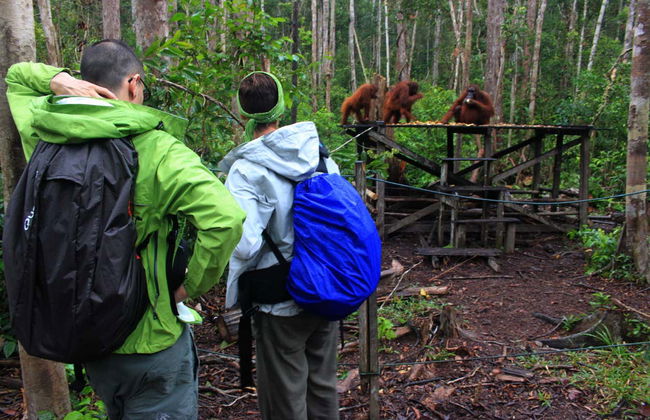 Crucero privado por Borneo con avistamiento de orangutanes en barco superior - Foto 6