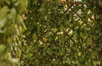 Secret Garden Liliad - Bellagio - Foto 54