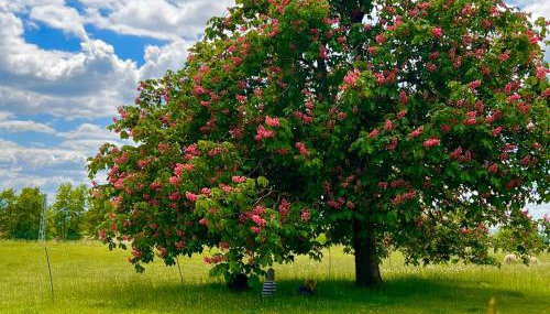 Ruhiges wohnen mit Bergblick - Foto 4