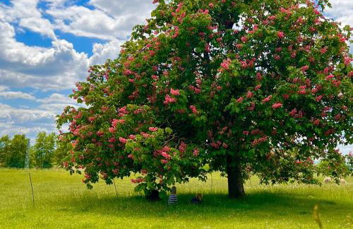 Ruhiges wohnen mit Bergblick - Foto 4