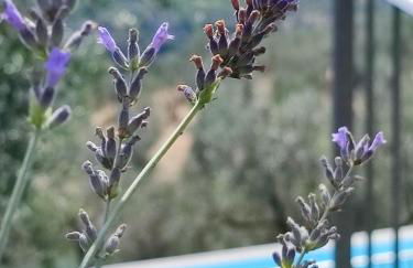 Agriturismo Cafaggio Primo - Foto 57