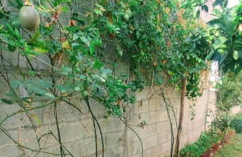 Casa com jardim privado e estacionamento no interior - Foto 11