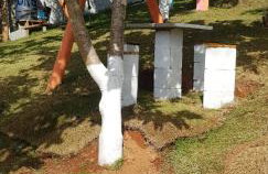 Chácara Sonia & Mineiro - Foto 39