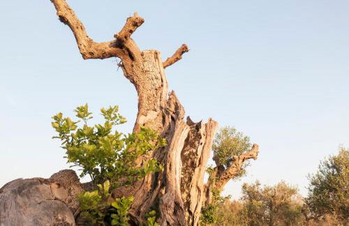 La Nicchia-Trullo - Foto 45