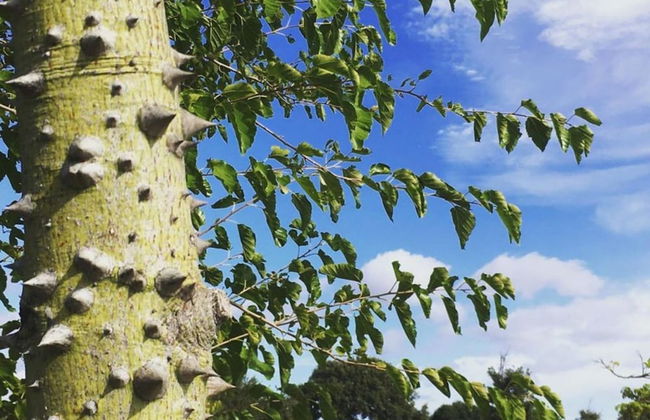 Botanic Golf SaCuba & Resort - Foto 10