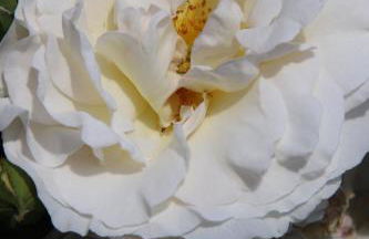 Casa da Pedra-Quinta do Briando - Foto 17